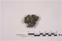 藏品(粉桿石蕊)的圖片
